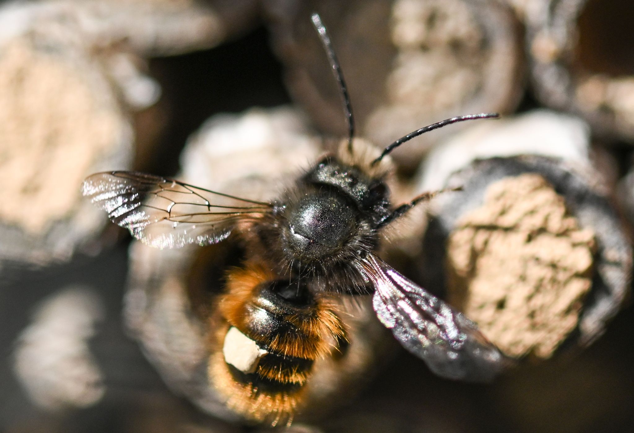Willkommen! Der Rostroten Mauerbiene kann man mit Totholz ein Zuhause bieten. Denn darin baut sich die Wildbiene ihre Nester.