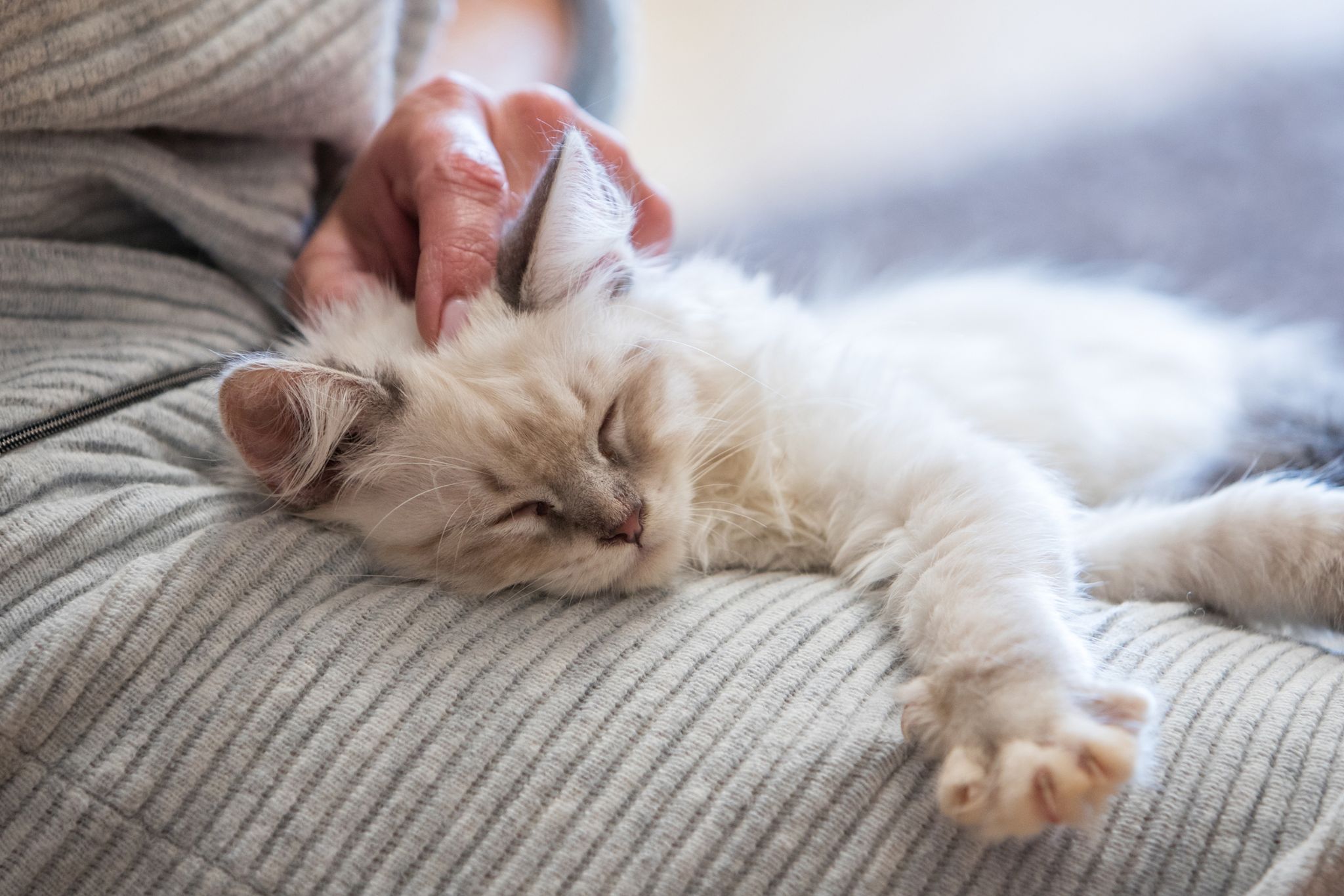 Katzen schnurren wenn sie entspannt sind, aber auch in stressigen Situationen.