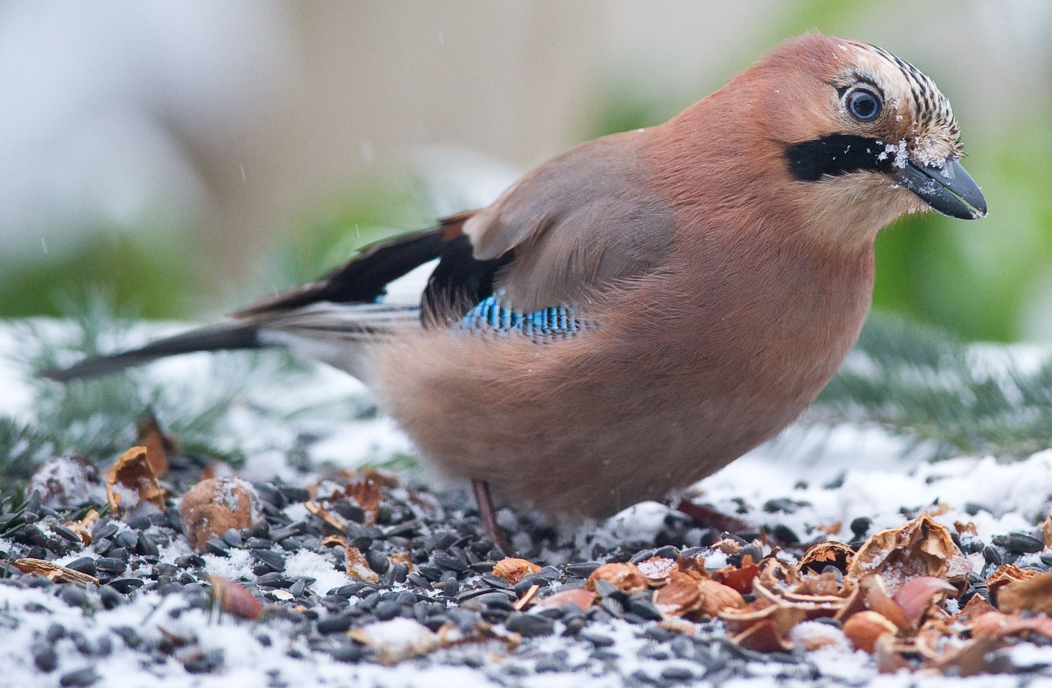 Die Wildtier-Experten raten, schon im Herbst mit der Fütterung anzufangen. So kennen die Vögel die Futterstellen bereits, wenn Schnee und Frost die Nahrungssuche noch schwerer machen.