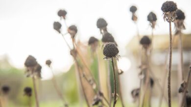 Verblühte Blütenstände wie diese Sonnenhüte bieten Insekten einen Rückzugsort für den Winter.