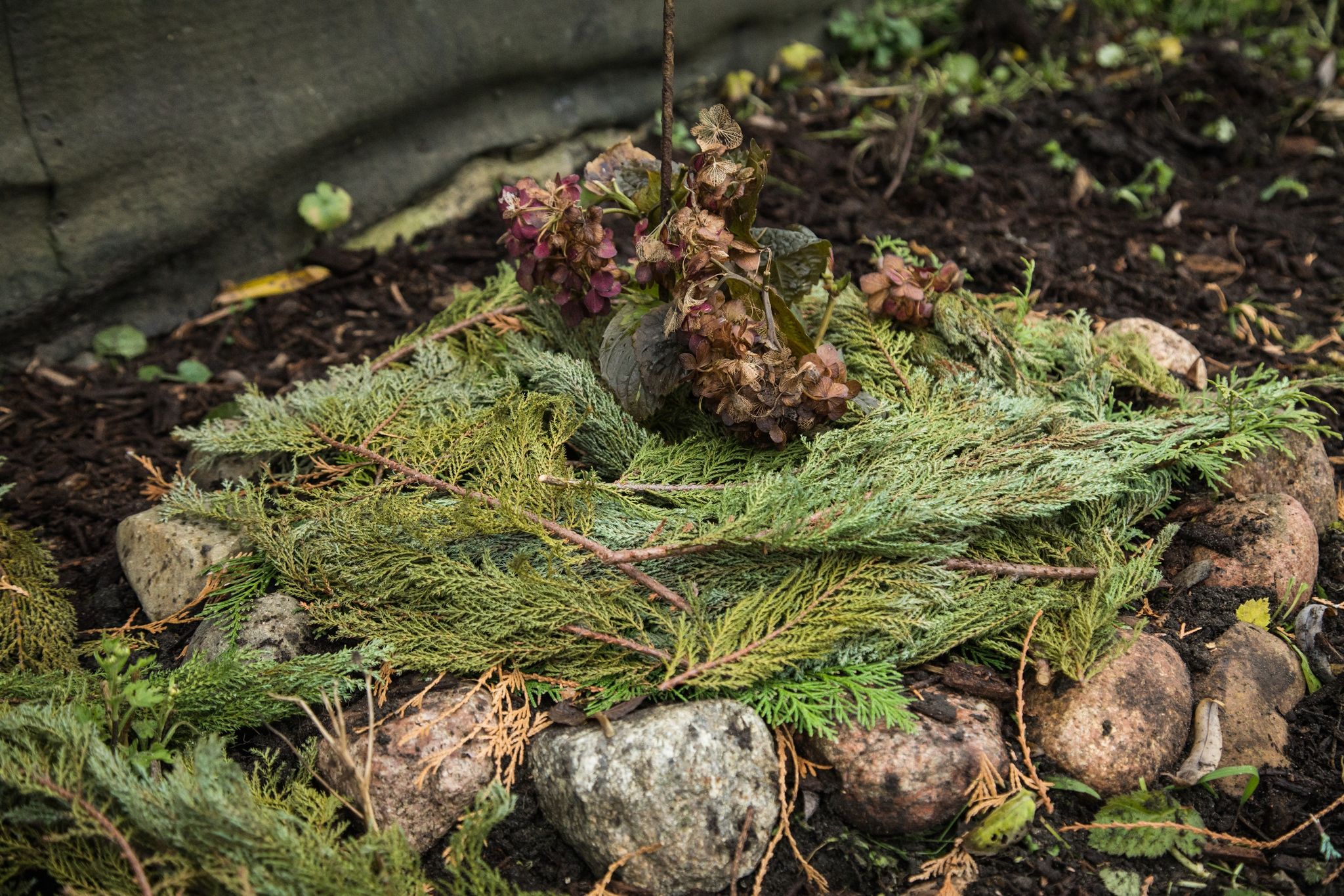 Selbst winterharte Stauden wie Hortensien benötigen Schutz vor Frost. Materialien wie Reisig, Laub oder Stroh können dafür sehr nützlich sein.