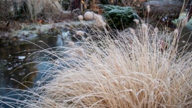 Lampenputzergras und andere Ziergräser sollte man jetzt nur zusammenbinden und nach dem Frost schneiden.