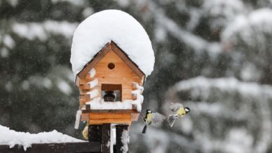 Vogelhäuschen und -kästen sind nicht nur zur Winterzeit eine Gartenfreude.
