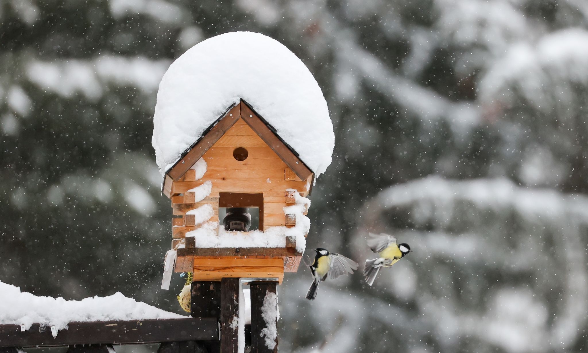 Vogelhäuschen und -kästen sind nicht nur zur Winterzeit eine Gartenfreude.