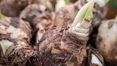 Eine Amaryllis kann auch im Folgejahr wieder blühen, solange die Blumenzwiebel gut übers Jahr gebracht wurde.