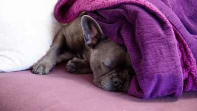 Fanzösische Bulldoggen haben sehr dünnes Fell. Für sie kann ein Mantel sinnvoll sein.