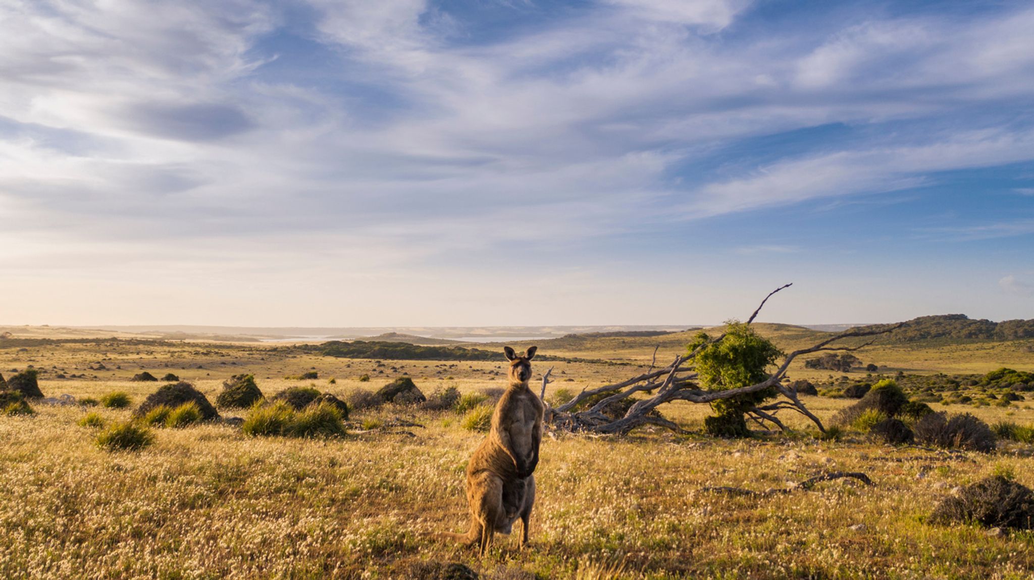 Der 66 Kilometer lange «Kangaroo Island Wilderness Trail» kann nach den verheerenden Buschbränden in den Jahren 2019 und 2020 nun wieder individuell begangen werden.