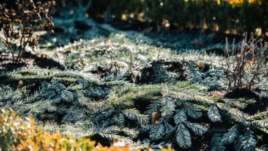 Empfindliche Pflanzen können im Winter mit Hilfe von Tannengrün vor Kälte und Wind geschützt werden.