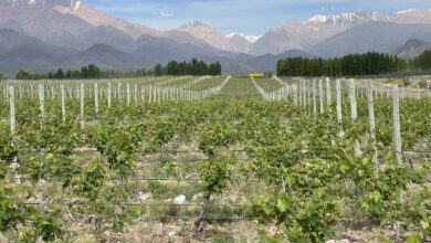 Trauben mit Kulisse: Die Weinreben der Bodega Casa de Uco liegen am Fuße der Anden.
