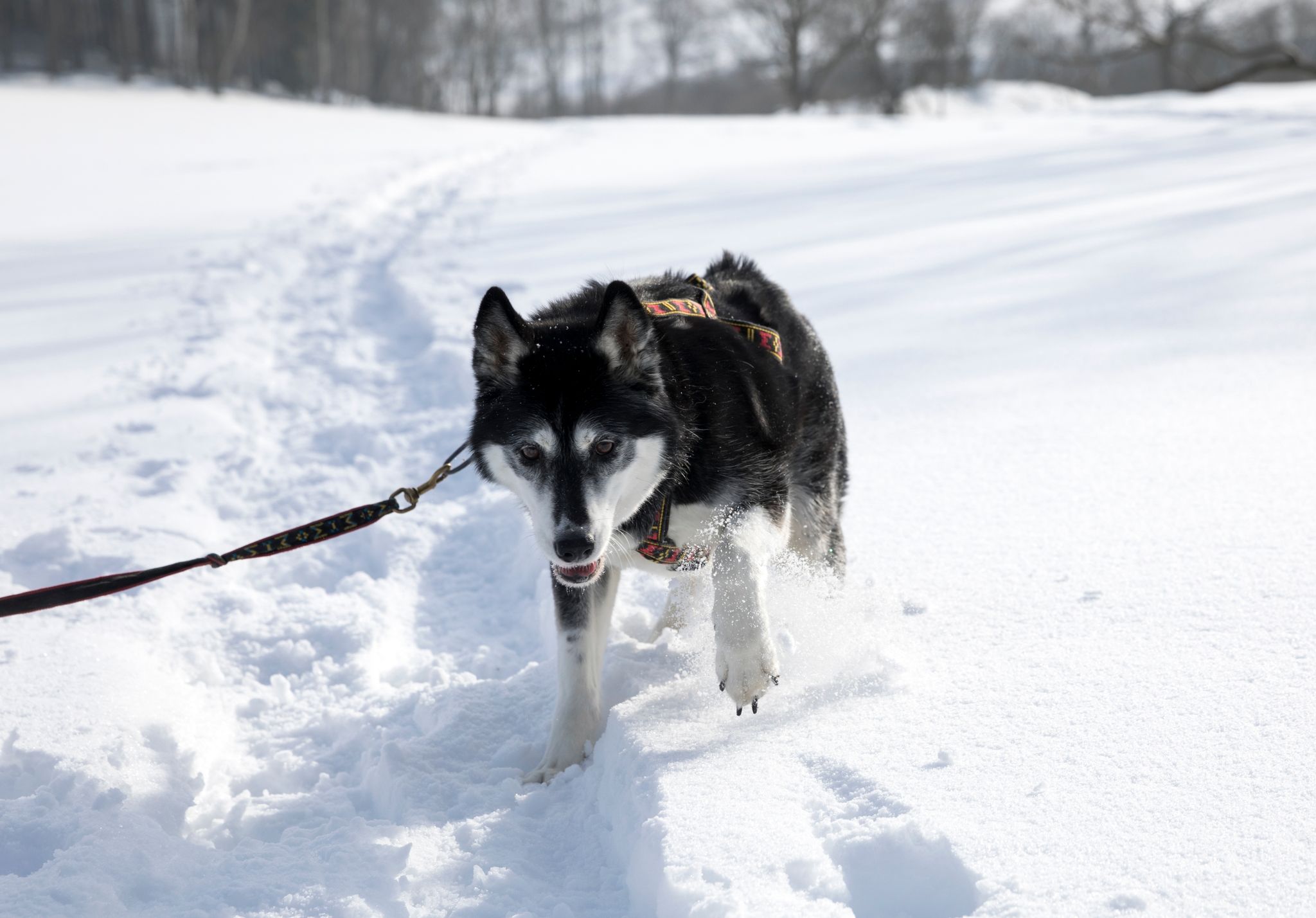Huskys lieben Schnee und Kälte, ihnen wird garantiert nicht kalt. Mäntel haben auf diesen Hunden nichts verloren.