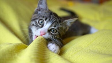 Eher Luna als Miezi: Klassische Katzennamen sind auf dem Rückzug.