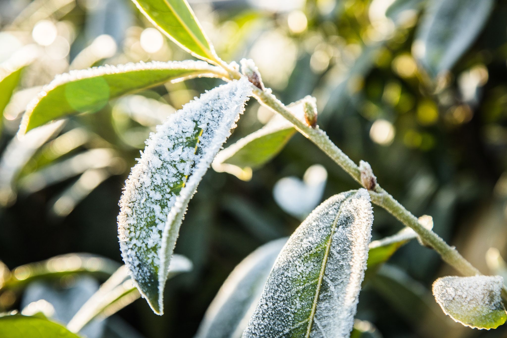 Erfrieren bei Frost und Kälte? Nein, daran liegt es meist nicht, wenn Immergrüne nach dem Winter eingehen.