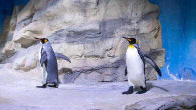 Königspinguine in der Polarwelt im Tierpark Hellabrunn. Der Pinguin-Gang verleiht Stabilität und bringt einen bei Glätte sicherer ans Ziel.