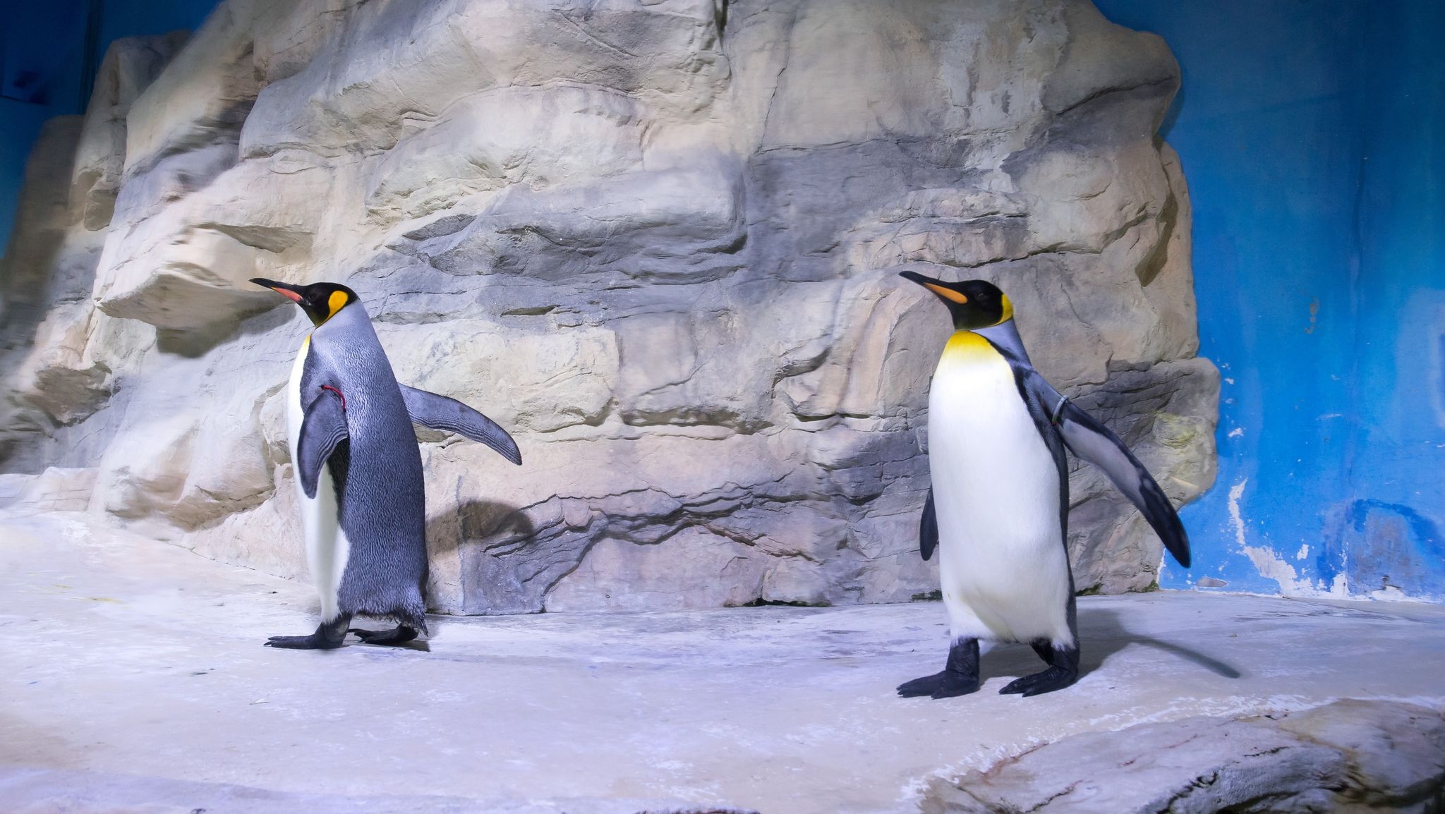 Königspinguine in der Polarwelt im Tierpark Hellabrunn. Der Pinguin-Gang verleiht Stabilität und bringt einen bei Glätte sicherer ans Ziel.