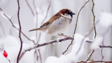 Durst: Sinken die Temperaturen auf unter 0 Grad Celsius, frieren viele kleine Wasserquellen zu.