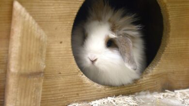 Mit Geduld, behutsamer Annäherung und achtsamem Training hilft man scheuen Heimtieren Vertrauen aufzubauen und Stress zu vermeiden.