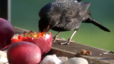 Weichfutterfresser wie Amseln freuen sich im Winter auch über Obst.