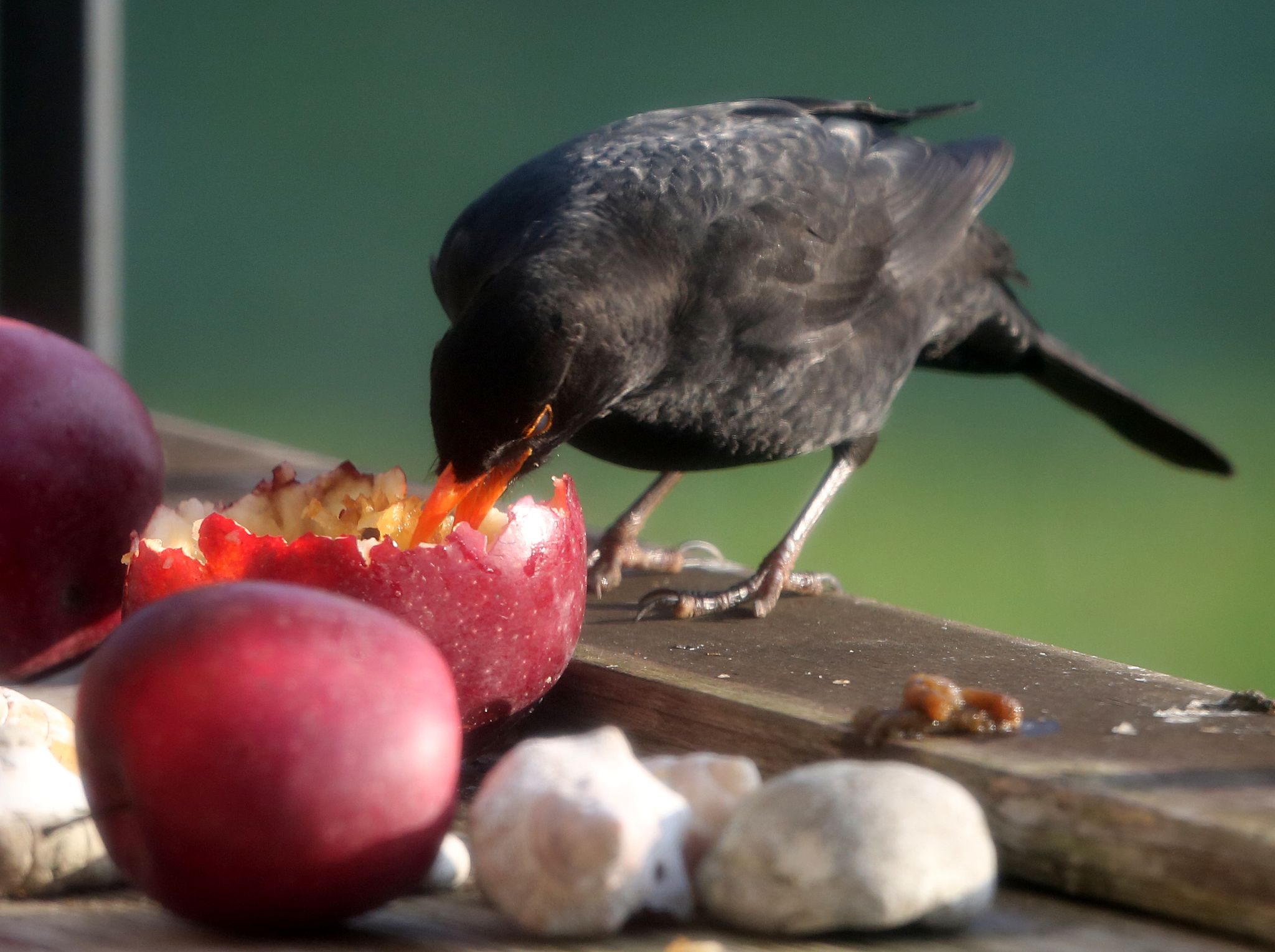 Weichfutterfresser wie Amseln freuen sich im Winter auch über Obst.