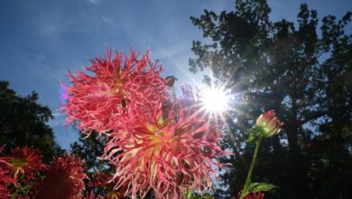 So prächtig leuchten Dahlien im Sommer. Vorgezogene Pflanzen sind oft kräftiger.