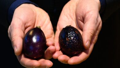 Sind Mini-Auberginen beim Einkauf schrumpelig und haben braune Flecken, deutet das auf einen Kälteschaden hin.