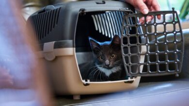 Über einen Futtertrick kann man die Katze mit der Transportbox anfreunden - das sollte allerdings schon einige Tage vor dem Einsatz der Box geübt werden.
