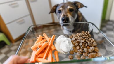Ab sofort nur noch Karotten, Joghurt und vegetarisches Trockenfutter? Eine Radikaldiät ist keine gute Idee.