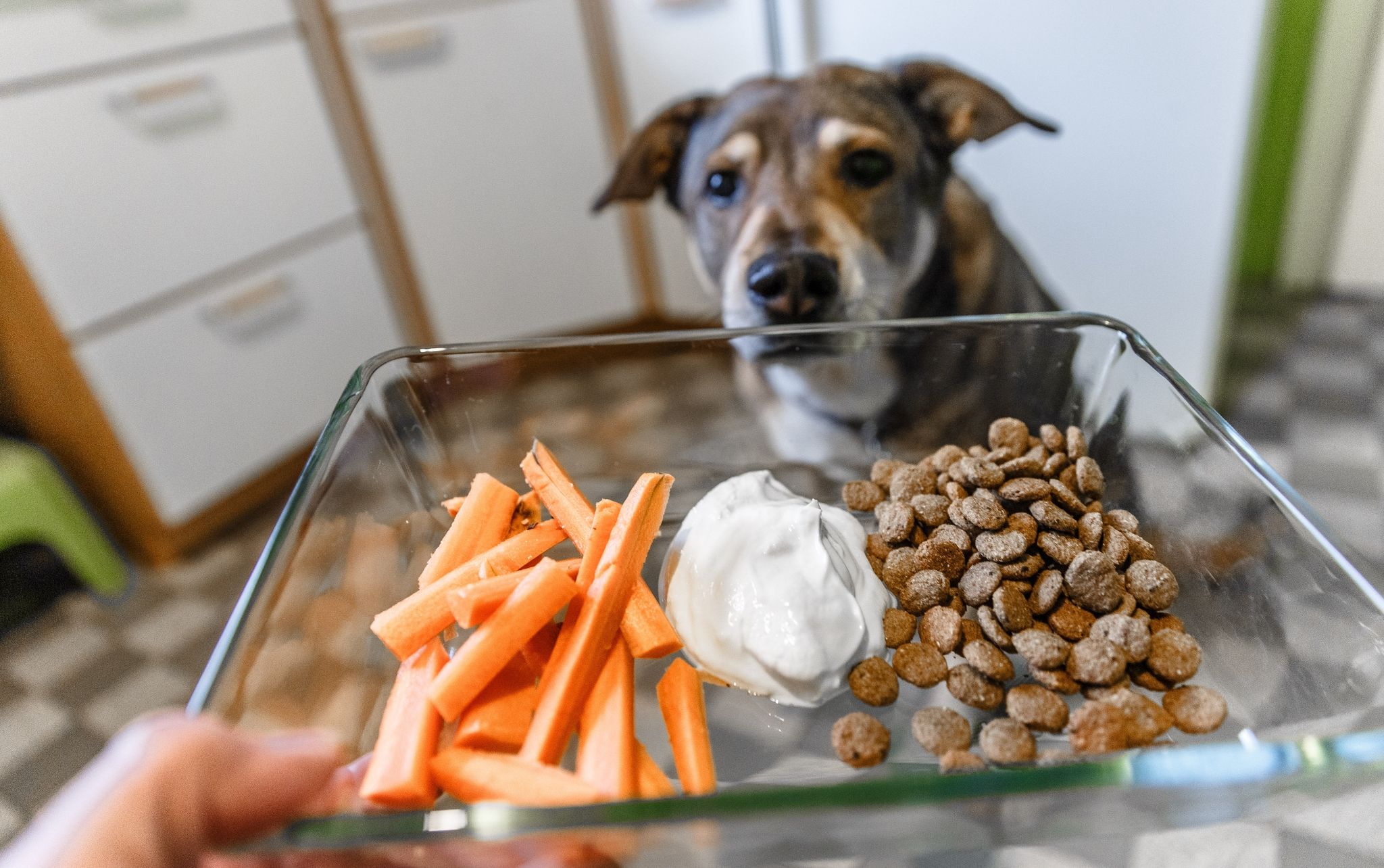 Ab sofort nur noch Karotten, Joghurt und vegetarisches Trockenfutter? Eine Radikaldiät ist keine gute Idee.