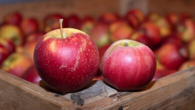 Alte Apfelsorten wie Wellant (l) und Berlepsch (r) haben einen hohen Polyphenolgehalt, was sie zu idealen «Allergiker-Äpfeln» macht.