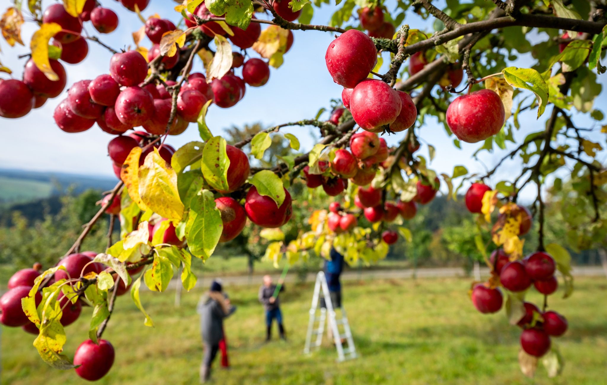 Streuobstwiesen-Projekte sind für Apfelfans ein perfekter Ort zum Austausch mit Gleichgesinnten.