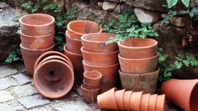 Kleine Töpfe können einfach in Kartoffelschalen-Wasser eingelegt werden. Bei großen Töpfen ist das Einreiben mit einer aufgeschnittenen Kartoffel einfacher.