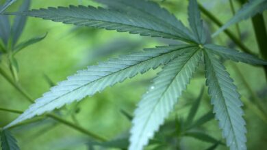 Cannabis-Boom in Deutschland: Wie «high» ist das Risiko?