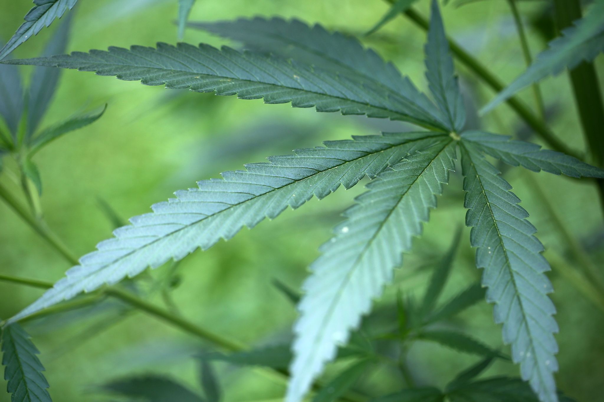 Cannabis-Boom in Deutschland: Wie «high» ist das Risiko?