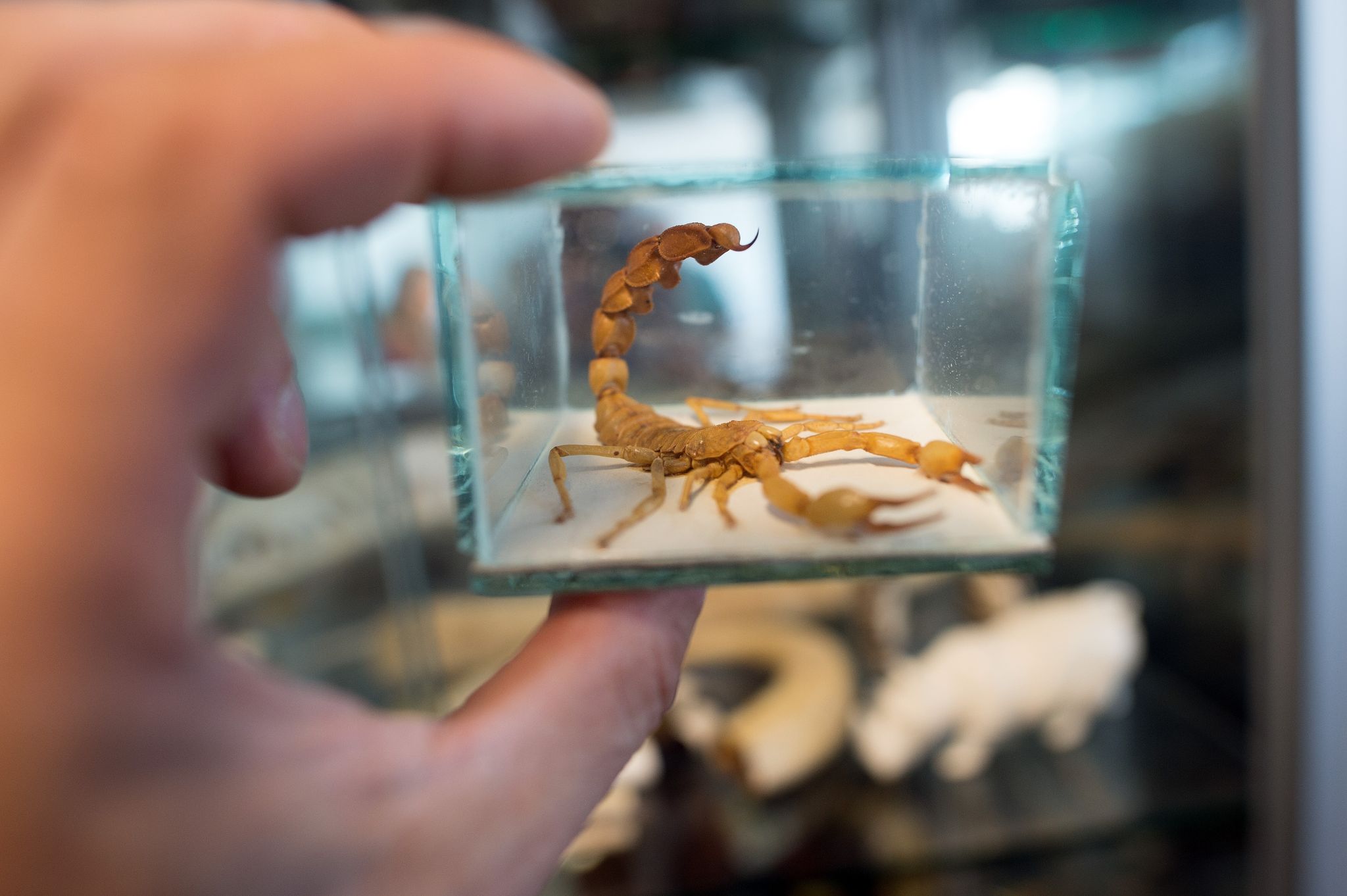 Was bei heimkehrenden Urlaubern als harmloses Mitbringsel gedacht ist, kann der Natur massiv schaden.