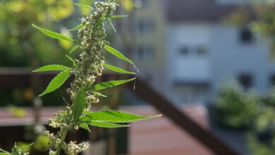 Ein optimal belüfteter Standort auf dem Balkon ist entscheidend für einen erfolgreichen Hanfanbau.