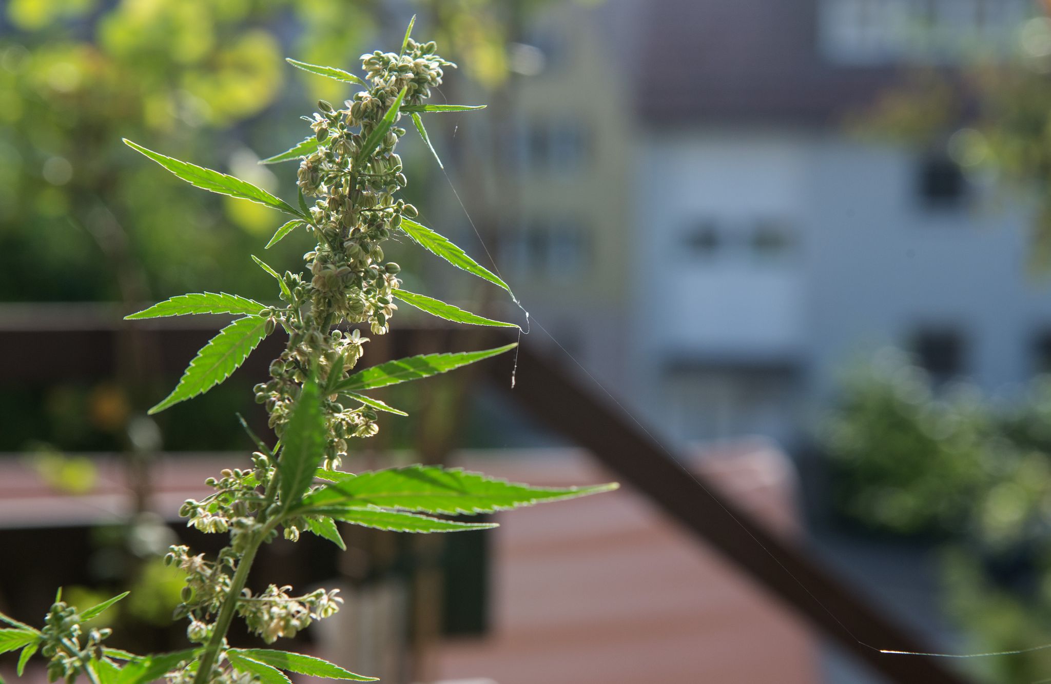 Ein optimal belüfteter Standort auf dem Balkon ist entscheidend für einen erfolgreichen Hanfanbau.