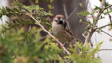 Feldsperling mit Nistmaterial: Sowohl das Entfernen als auch das Zurückschneiden von Hecken sind zum Schutz von Wildtieren vom 1. März bis zum 30. September verboten.
