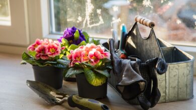 Sie ist ein Klassiker unter den Frühjahrsboten: die Primel.