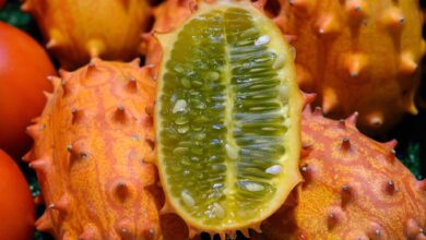 Exotisches Kürbisgewächs: Die Kiwano erinnert mit ihrem glibbrigen Inneren geschmacklich an eine Passionsfrucht. (zu dpa: «Sie mögen es glibbrig? Dann ist die Horngurke Ihr Ding»)