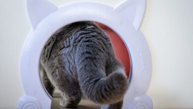 Von Schwanz bis Ohren: Die Körpersprache von Katzen verrät viel.