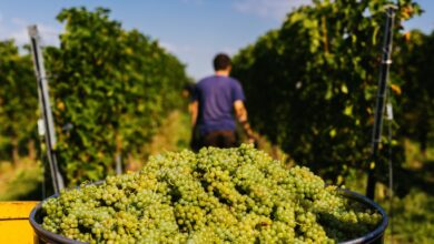 Ganz ohne Pflanzenschutz kommen PIWI-Reben nicht aus. Zwei- bis dreimal müssen sie pro Jahr gespritzt werden, sonst verlieren sie ihre Resistenz.