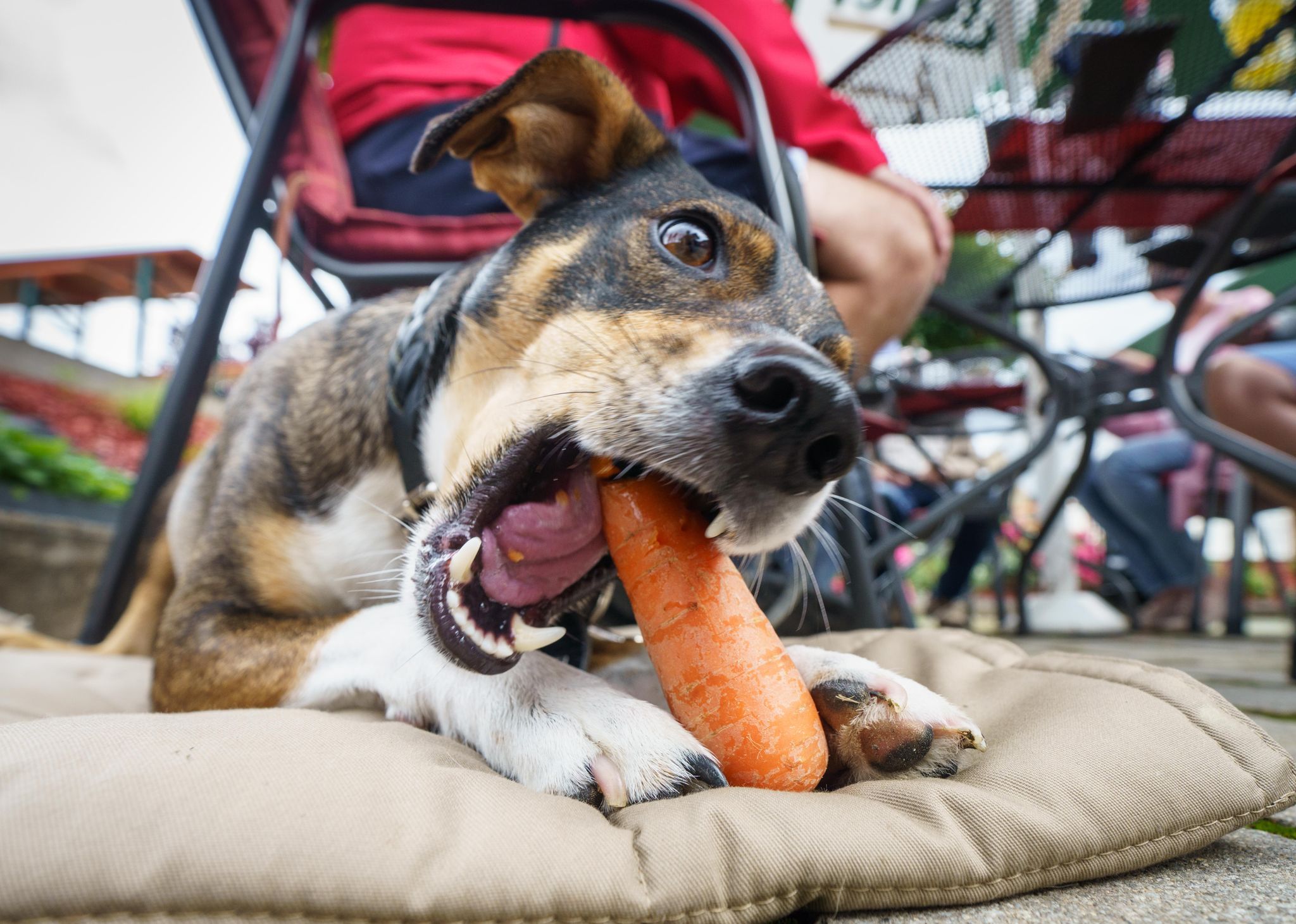 Kein Problem, wenn Hunde gerne Karotten fressen - Gemüse ist bis auf einige Ausnahmen unbedenklich.