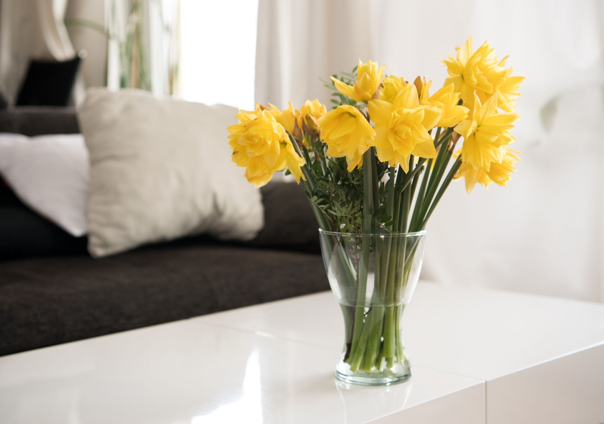 Ehe man sie zu anderen Schnittblumen in die Vase gibt, sollten Narzissen 24 Stunden separat im Wasser stehen.