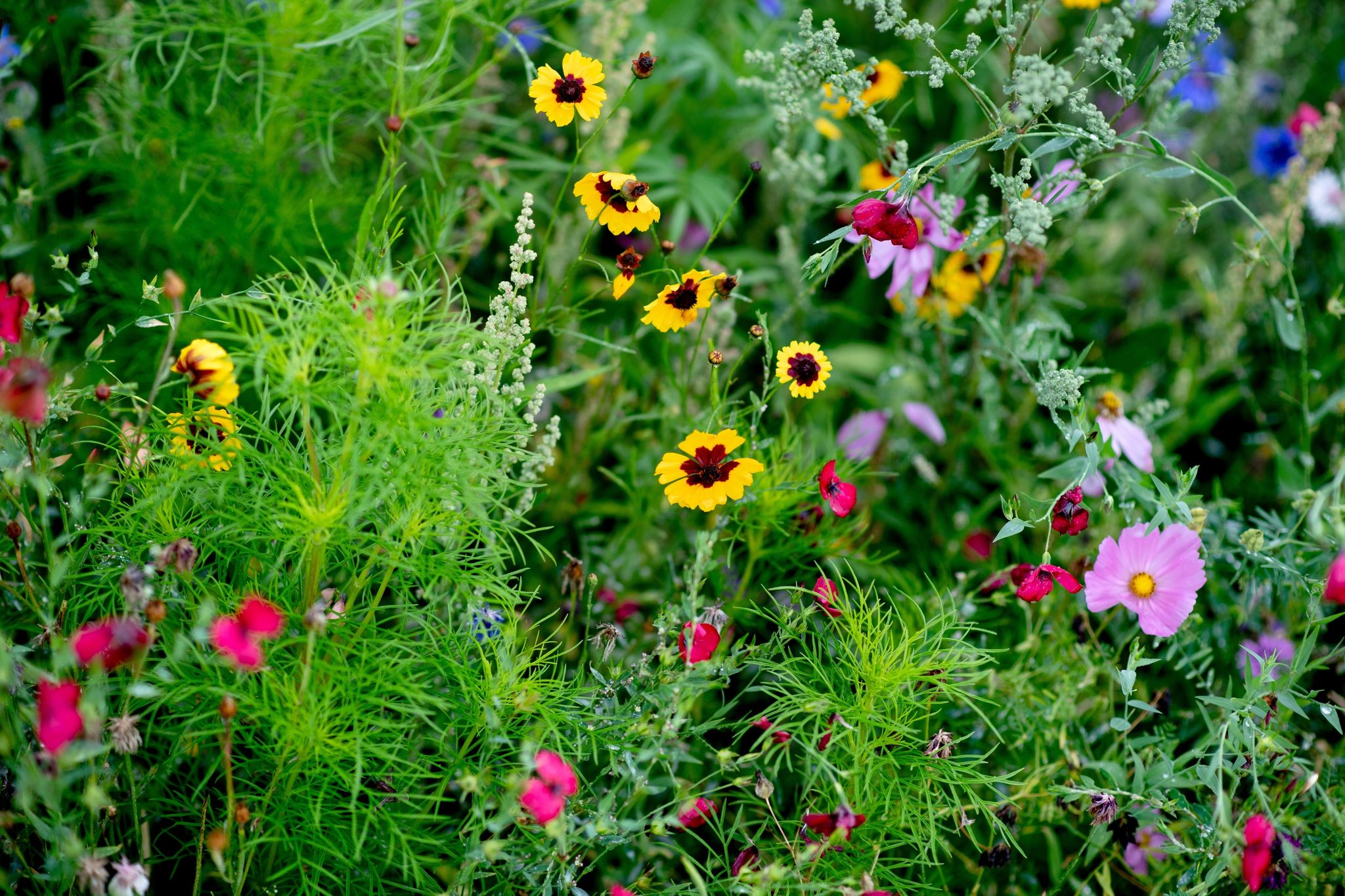 Blühende Pracht im Garten: Wer sich das wünscht, kann mit Samenbomben nachhhelfen.