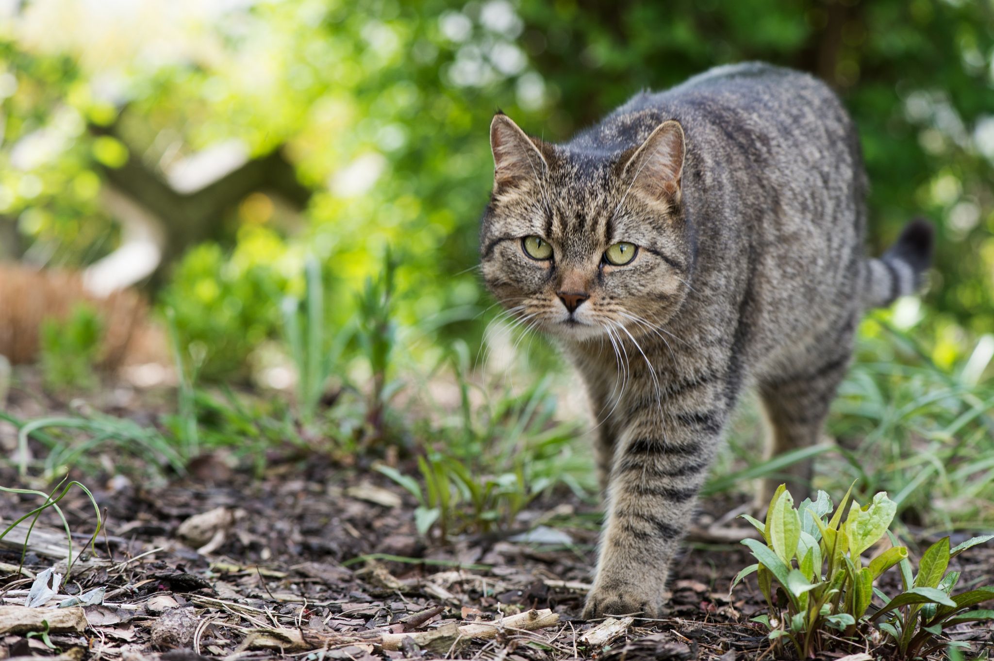 Freigänger-Katzen können im Frühling zur Gefahr für flügge werdende Jungvögel werden.