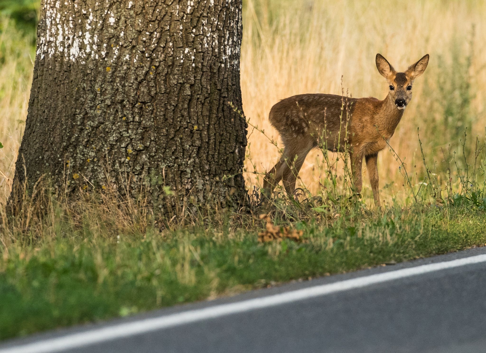 Besonders in den morgendlichen und abendlichen Dämmerungszeiten ist die Gefahr von Wildwechseln auf Straßen besonders hoch.