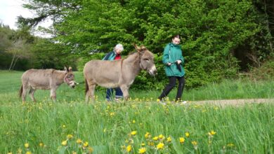 Anspannung statt Entspannung: Die Esel können die Geduld ihrer Begleiter auf die Probe stellen.