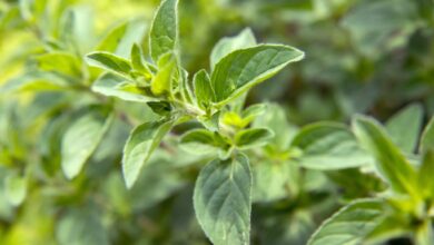 Lieber sparsam dosieren: Frischer Majoran duftet und schmeckt intensiv.