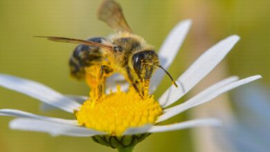 Auf der Suche nach Nektar: Mit einer bienenfreundlichen Bepflanzung können Gärtnerinnen und Gärtner die kleinen Tiere glücklich machen.