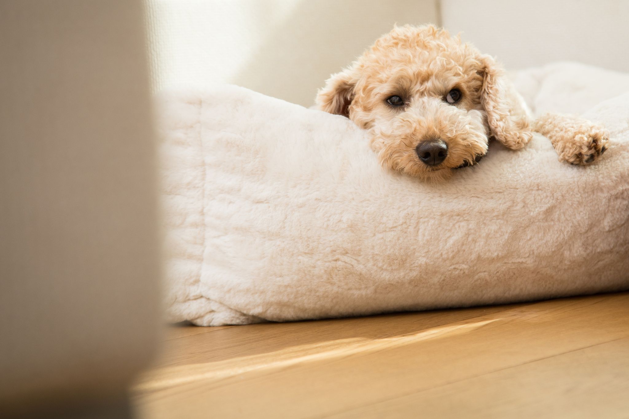 Mit einem kleinen Körbchen oder einer vertrauten Decke, bekommt der Hund im fremden Umfeld einen eigenen Rückzugsort.