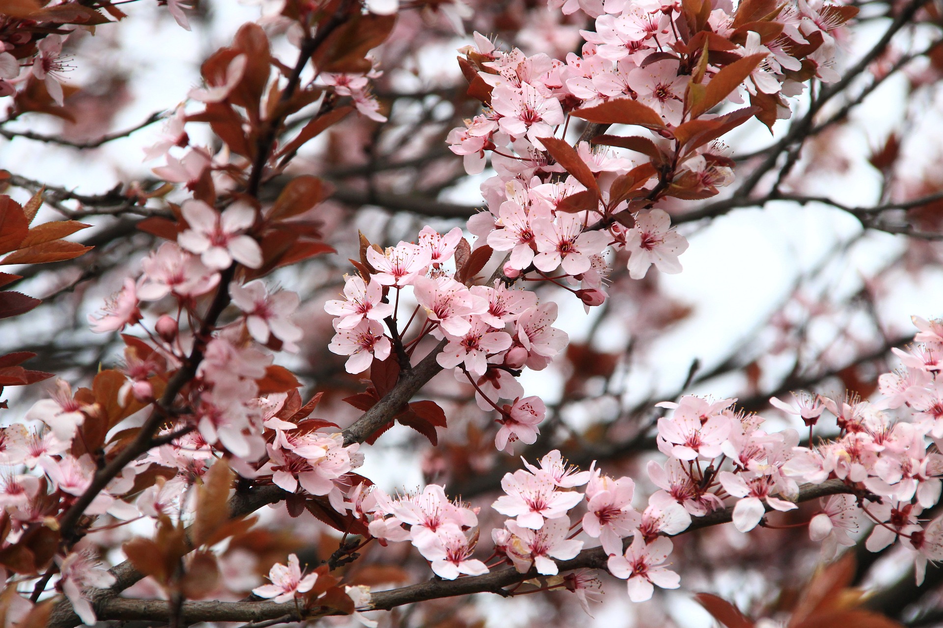 Kirschblüte, auf Japanisch: Sakura. Bild: pixabay/forumkrakow